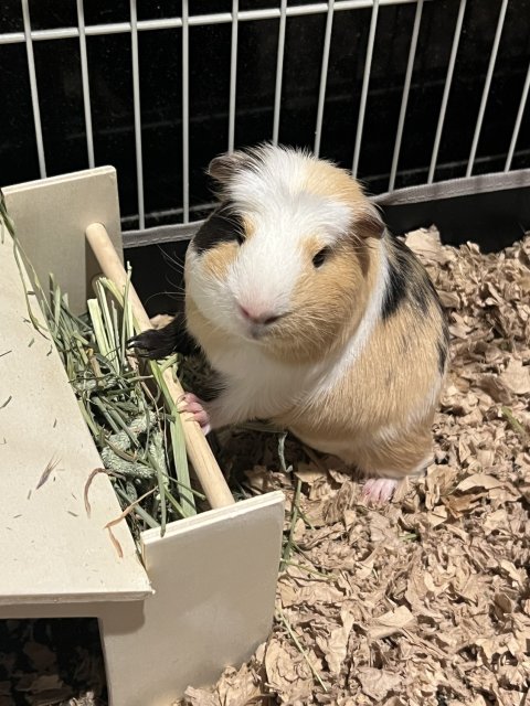8mth old Male Guinea Pig