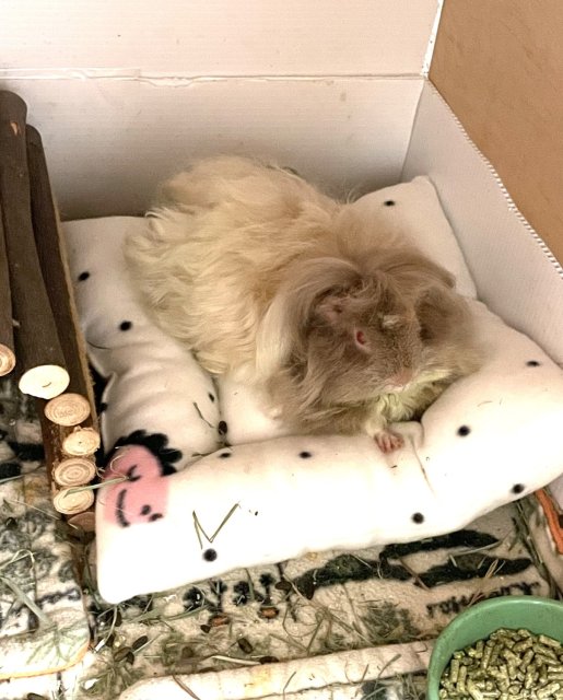 Three Female Guinea Pigs