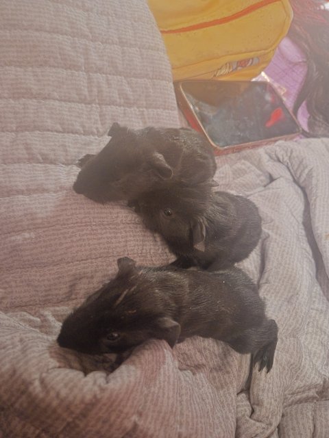 2month old