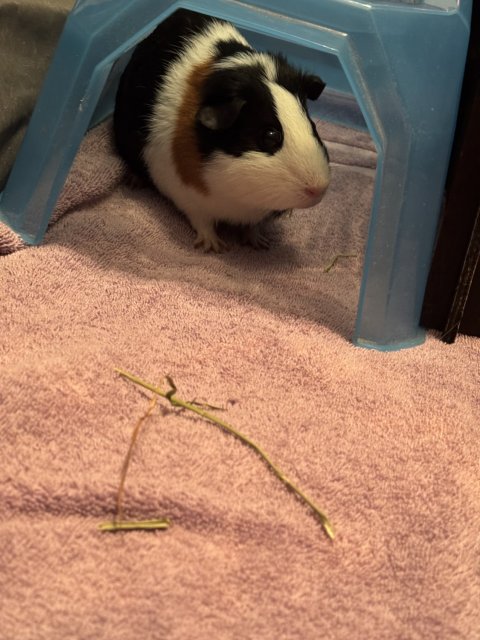 2 guinea pigs with cage and equipment