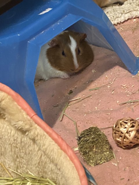 Guinea pig in need of home!!