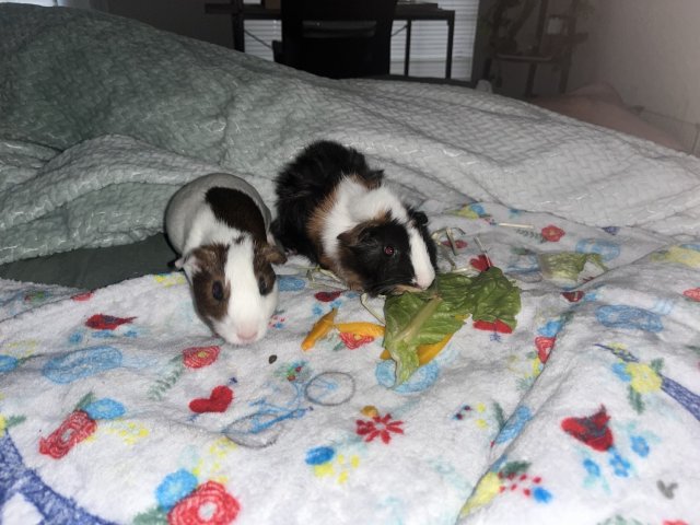 Guinea pigs rehome