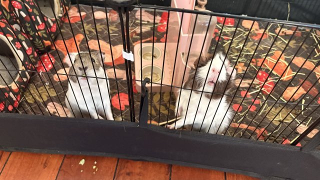 2  young girl gunia pigs