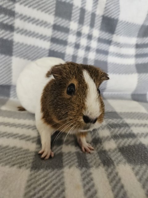 Luna, 3 year old female