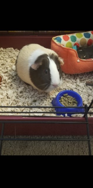 Two Bonded Female Guinea Pigs