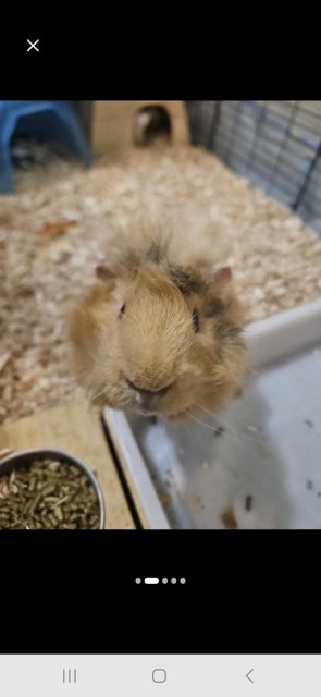 Rehoming of 2 male Guinea Pigs