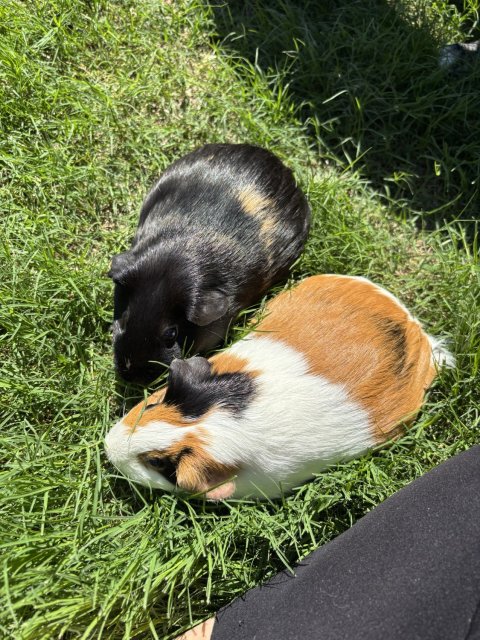 2 Female Guineas looking for a new home