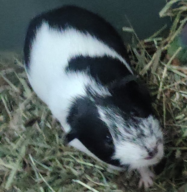 2 bonded males w enclosure.