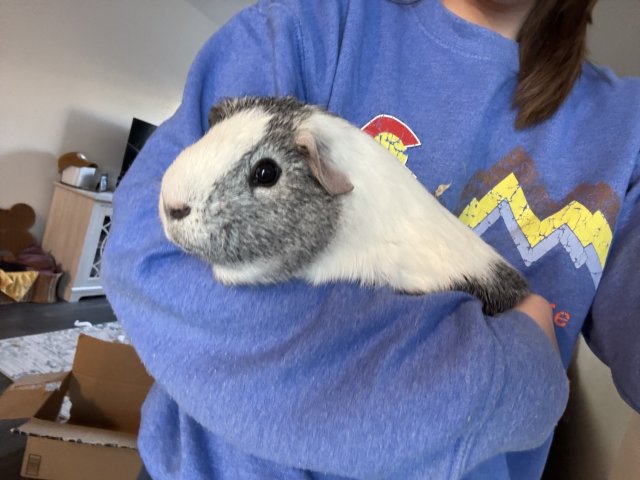 Piggie that loves people!