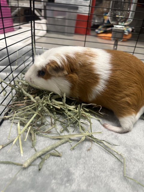 2 Sweet Bonded Male Piggies