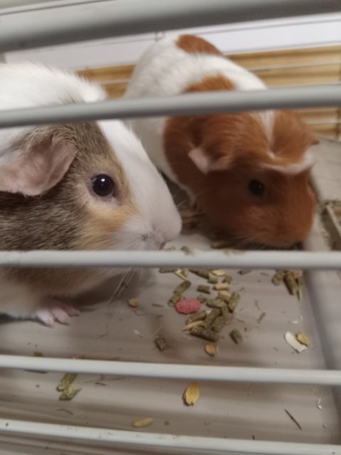 2 Female Guinea Pigs, 3 Years old