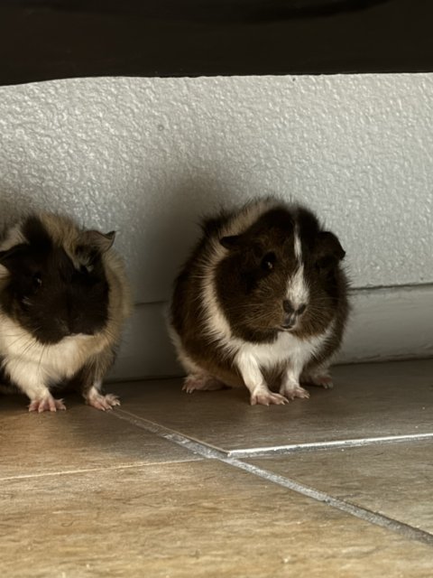 Two One Year Old Girls