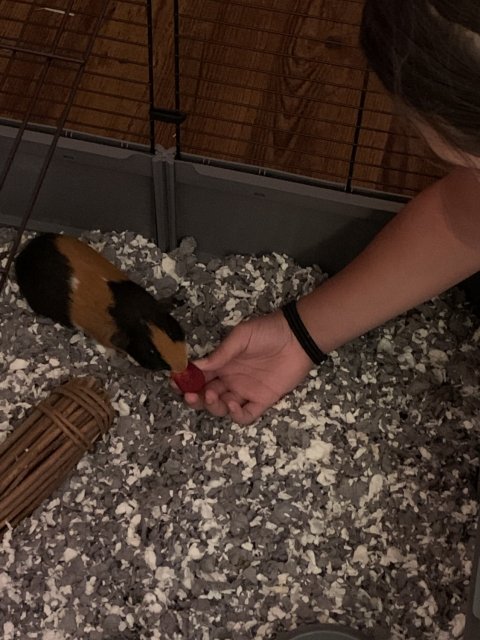 Rehoming Cookie the piggie