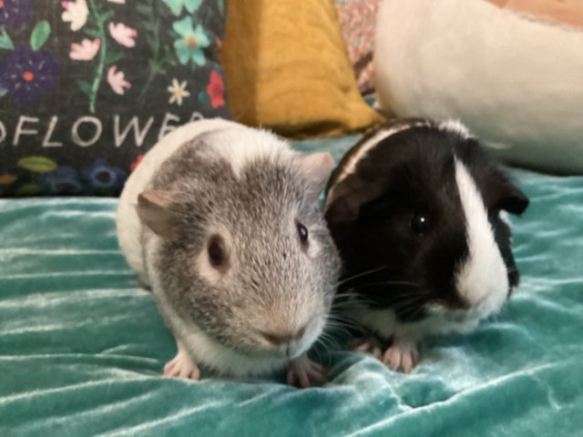 Female Pair- The Guineamore Girls