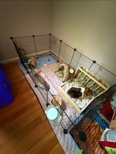Sweet Male Guinea Pig