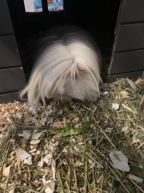 2 sweet guinea pigs need a new home.