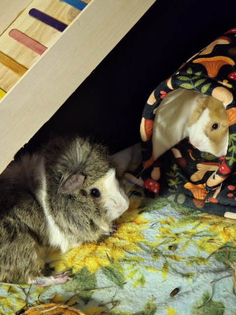 Rehoming Bonded Male Piggies