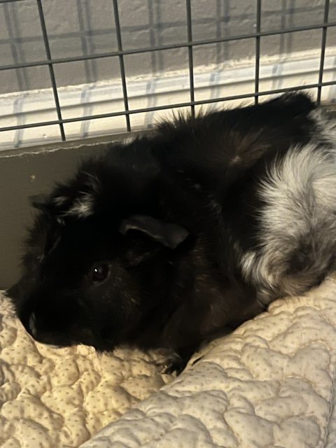 Sweet Pig Needs a Home by June 9