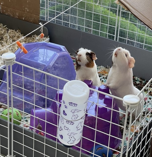 2 sister guinea pigs in need of new home