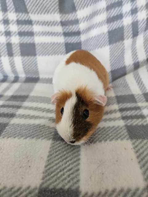 Minnie, 2 year old female