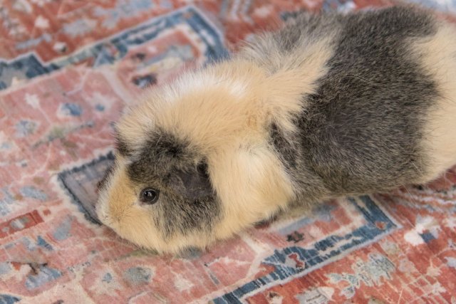 Frank - abysinnian and lunkarya agouti boar