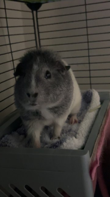 Rehoming our three female guinea pigs