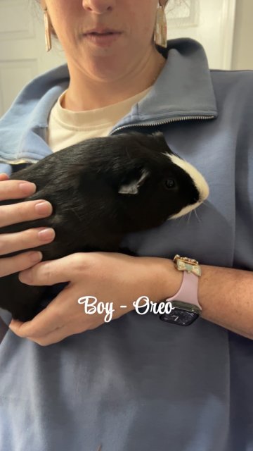 2 male 2 female bonded guineas