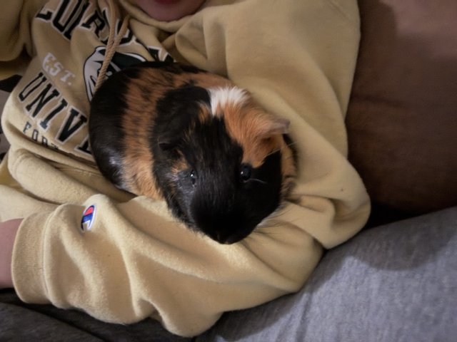 Exploratory piggie!
