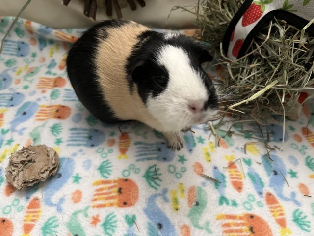 Guinea pig re-home