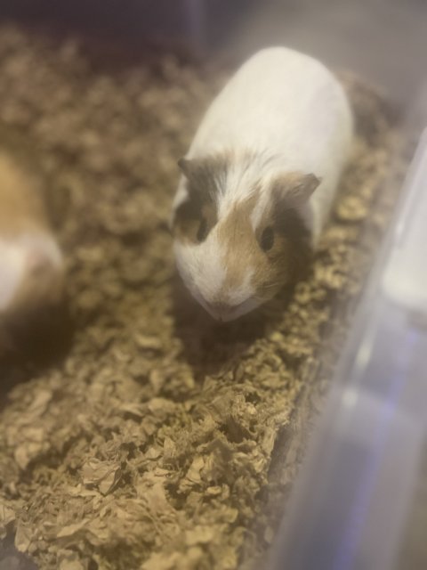 Tricolor and Himalayan male guinea pigs