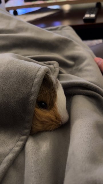 Two sweet, young piggies available!