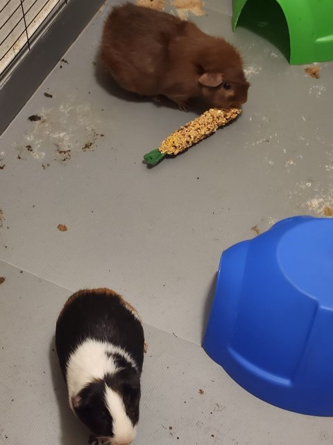 Two Male Guinea Pigs Needing a New Home