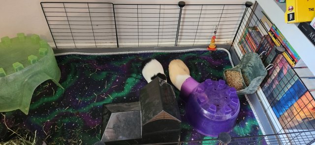 2 male guinea pigs need a good home