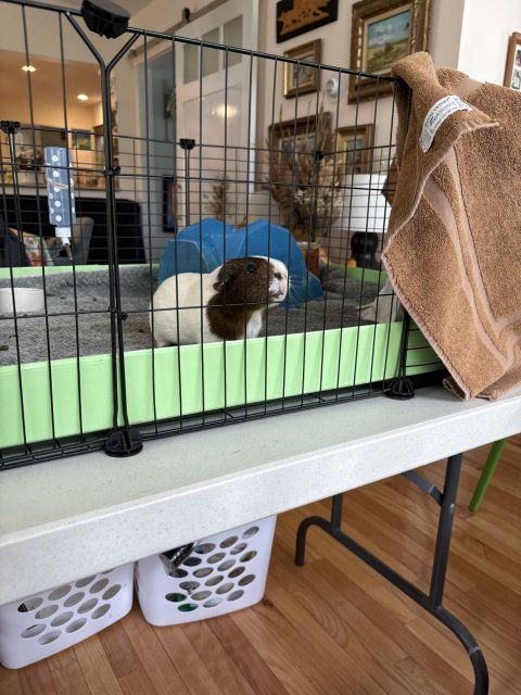 Sweet Bonded Pair with all Supplies