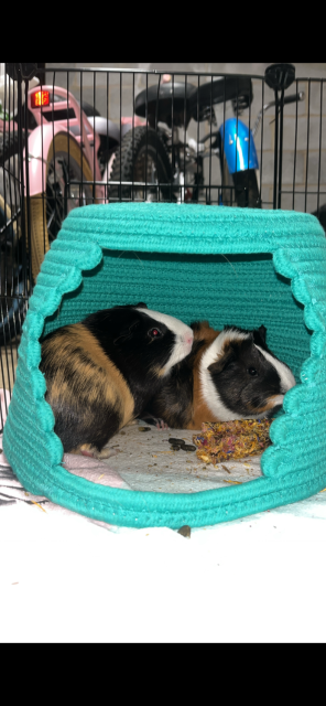 2 Pair of precious Guinea Pigs need homes