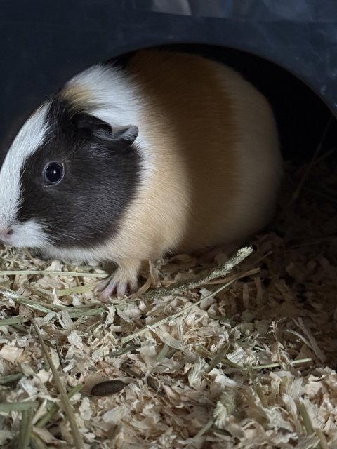 Two: 5 month old Female Guinea pigs