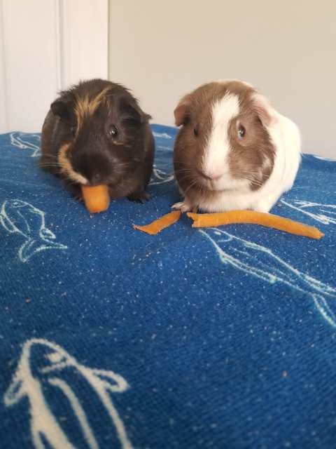 Two female guinea pig for adoption