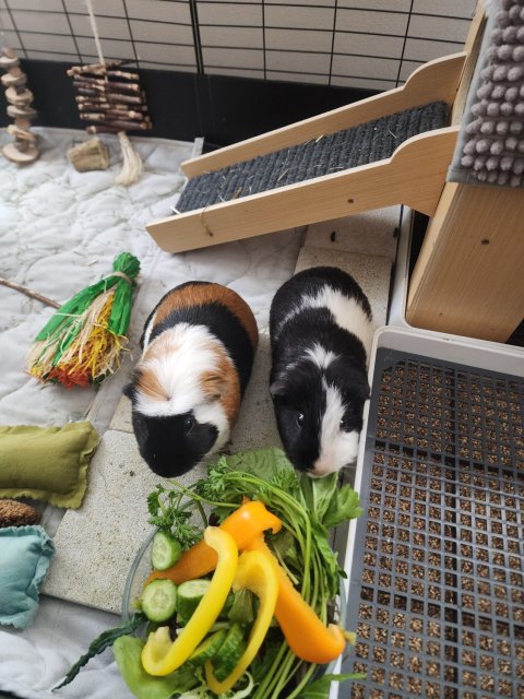 8 Month Old Male Guinea Pigs Need Loving Home