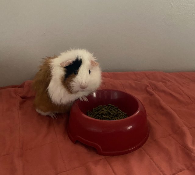0-1 Year Old Male Guinea Pig Needs New Home