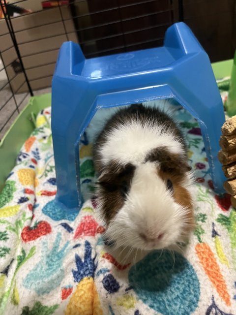 Looking for a home for my boar Max