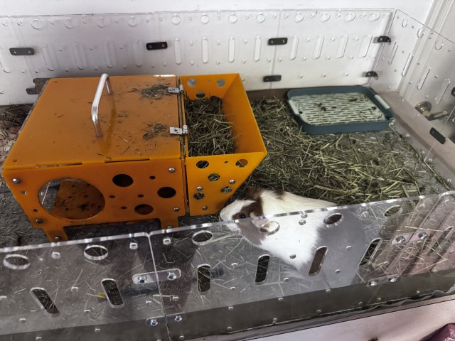 Oreo and Milkshake for good home