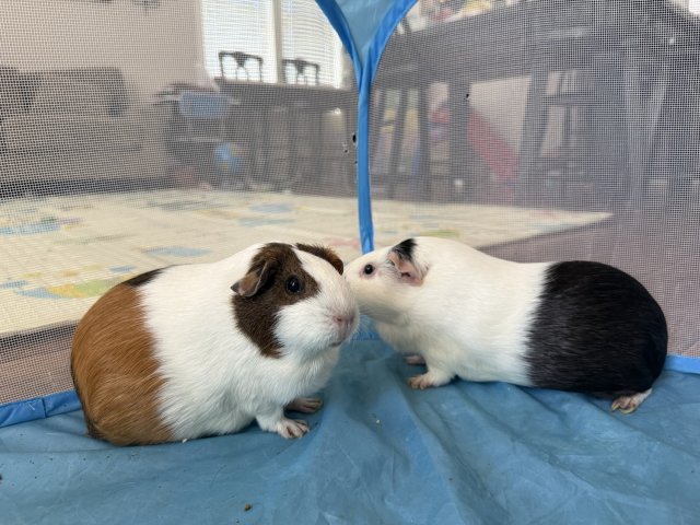 Two cute and sweet young Guinea pigs!