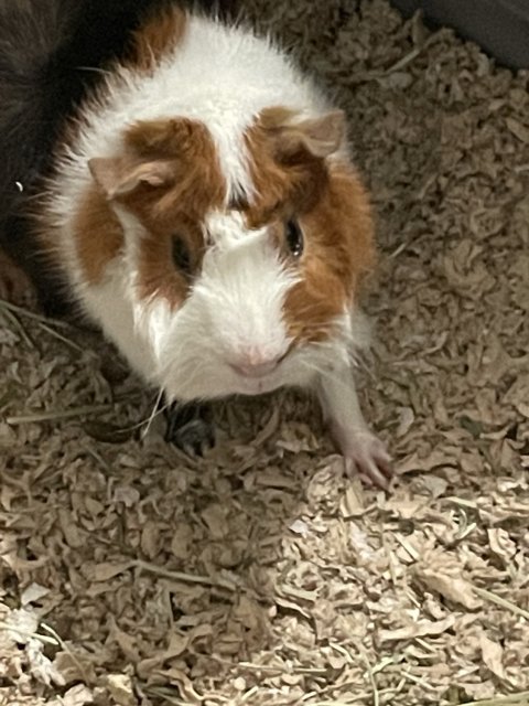 Male Bonded Pair! With Food and Hay