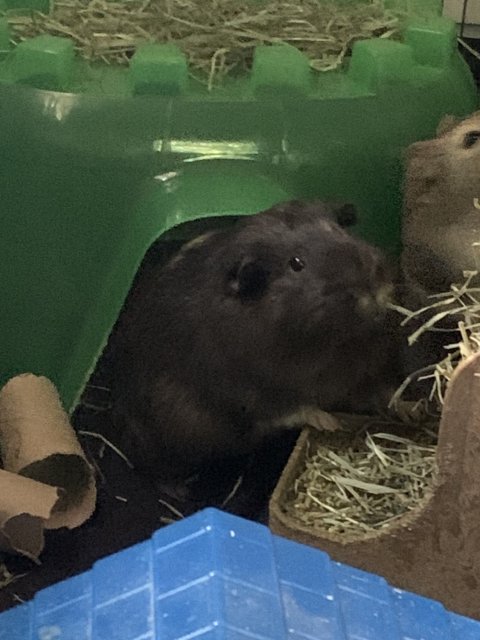 Dad &amp;amp; 3 Brothers Looking for a New Home