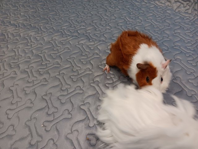 Two female guinea pigs.  Lola and Bela.  Two