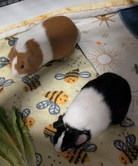 2 Guinea Pigs for Good Home