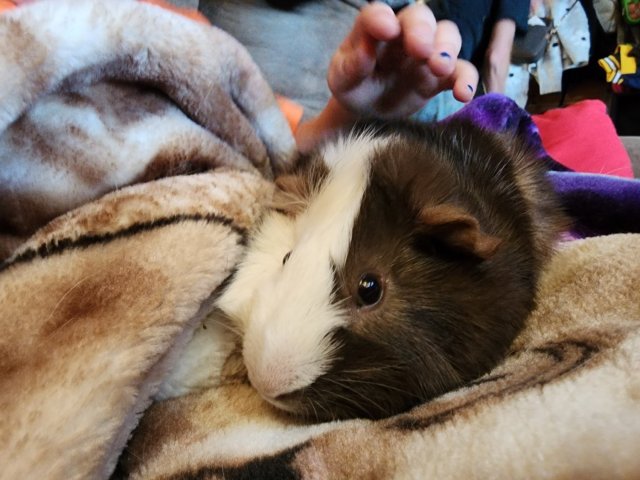 Two male guinea pigs