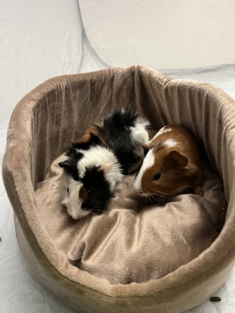 Mommy Guinea pig with two baby females