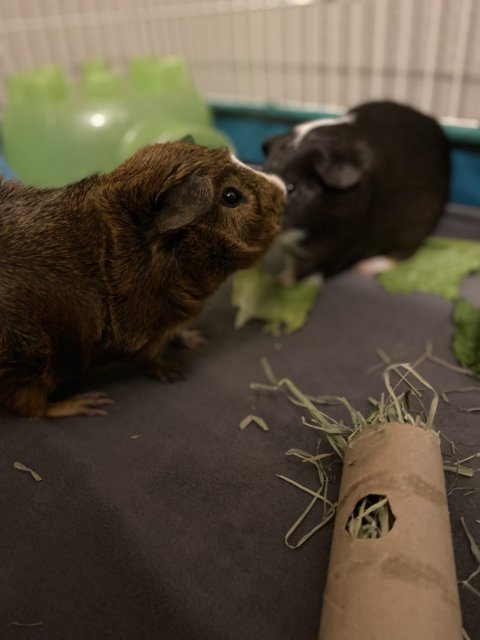 2 Male guinea Pigs - 4yrs - comes w/ supplies