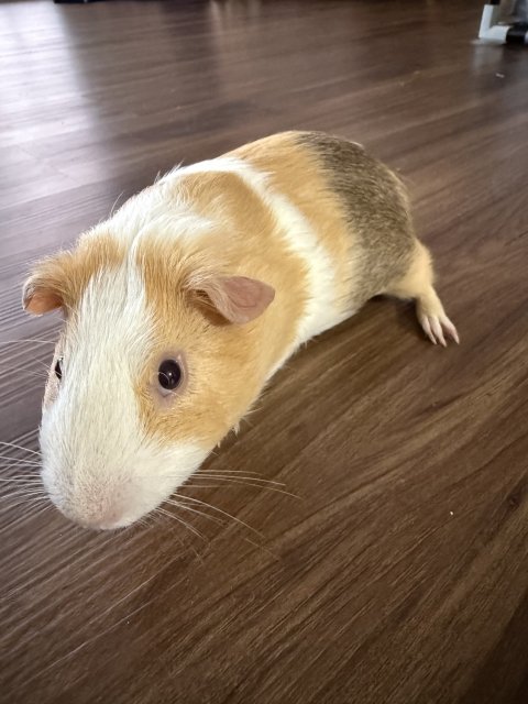 Handsome white guinea pig with brown spot!